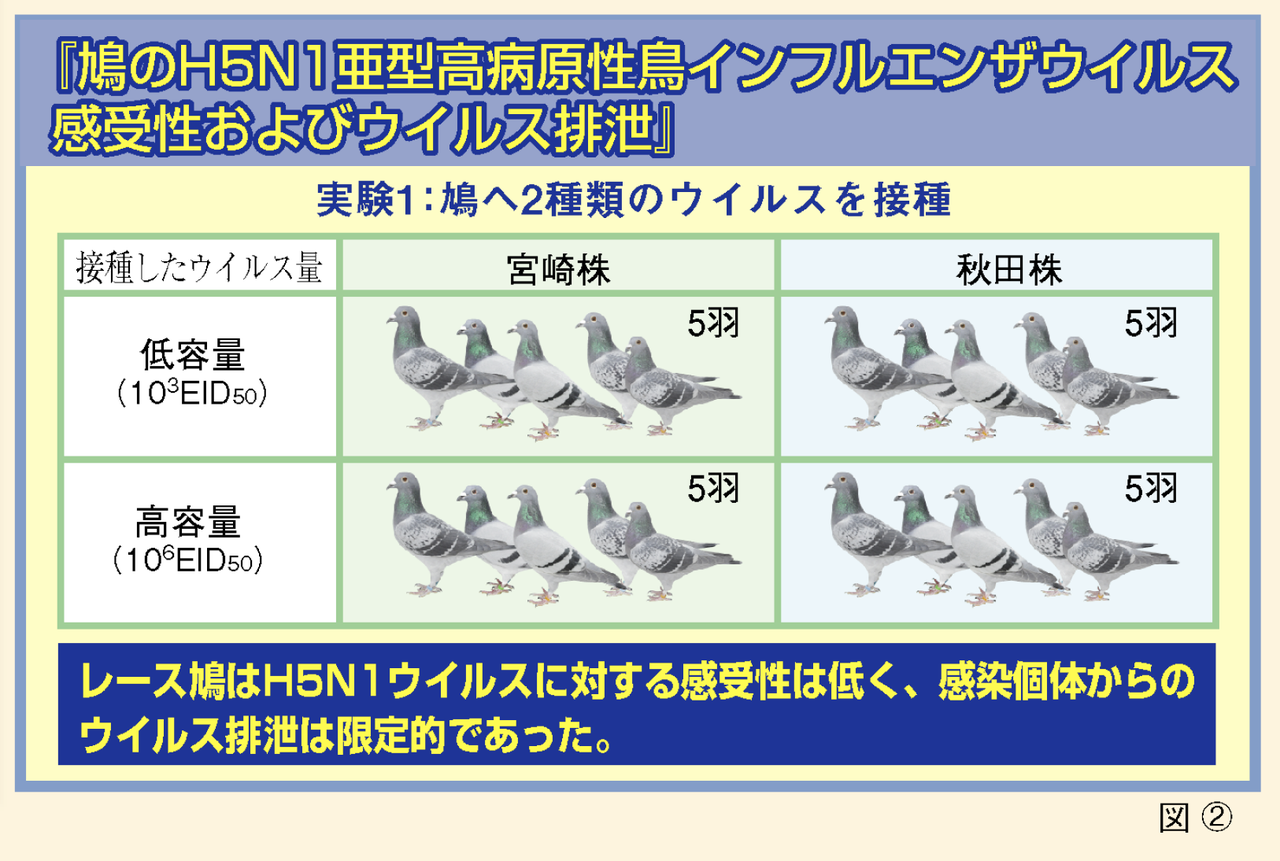 レース鳩と鳥インフルエンザウイルス ー社会と共存する鳩レースを目指してー 一般社団法人 日本鳩レース協会 Special Website