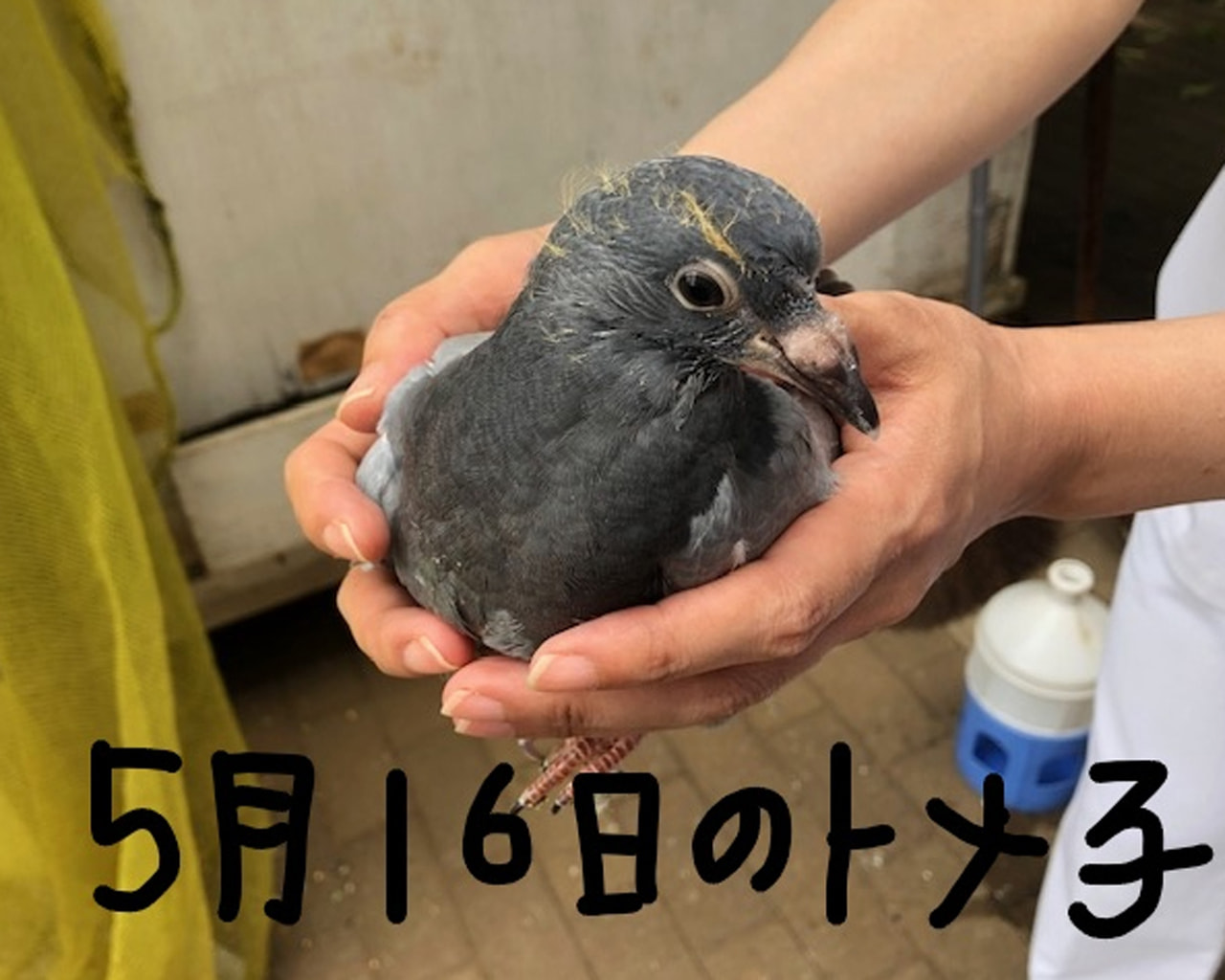 神経症の治療に鳩飼育 一般社団法人 日本鳩レース協会 Special Website