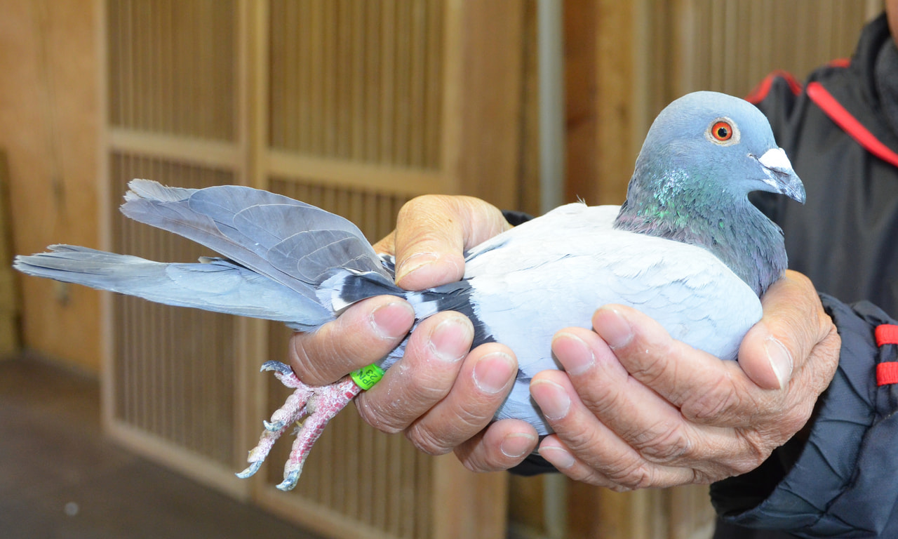 イギリス タイムウォッチ 鳩 レース 鳩レースで使われていた記録計