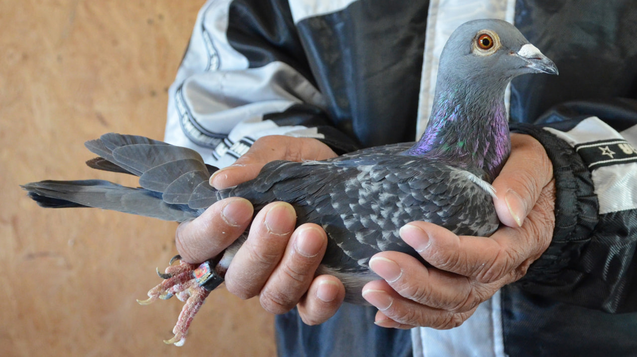 2025年度 八郷国際サクセス200K」開催！ - 一般社団法人 日本鳩レース