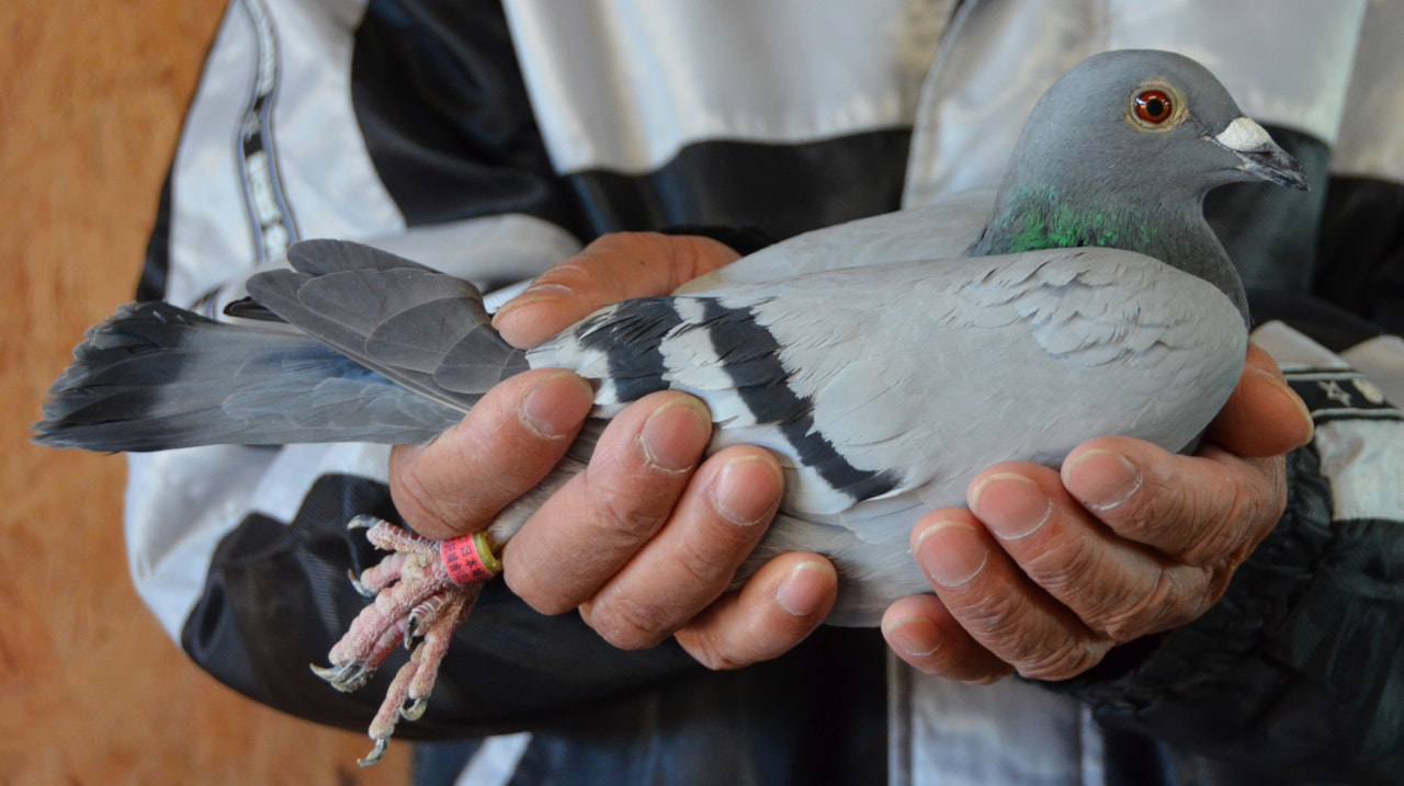 鳩ページ10/3まで 22 3 30（水）一部の種鳩に巣皿追加 - YouTube