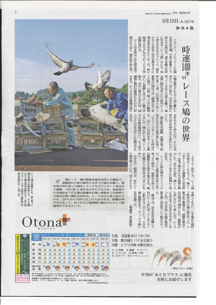 地方新聞が鳩レースの特集を掲載 一般社団法人 日本鳩レース協会