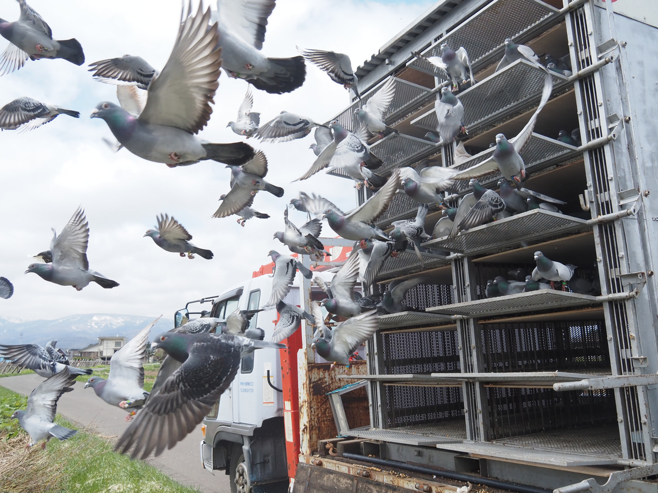 03鳩ページ レース鳩モールオークション - 出品鳩「20JH05464 BC