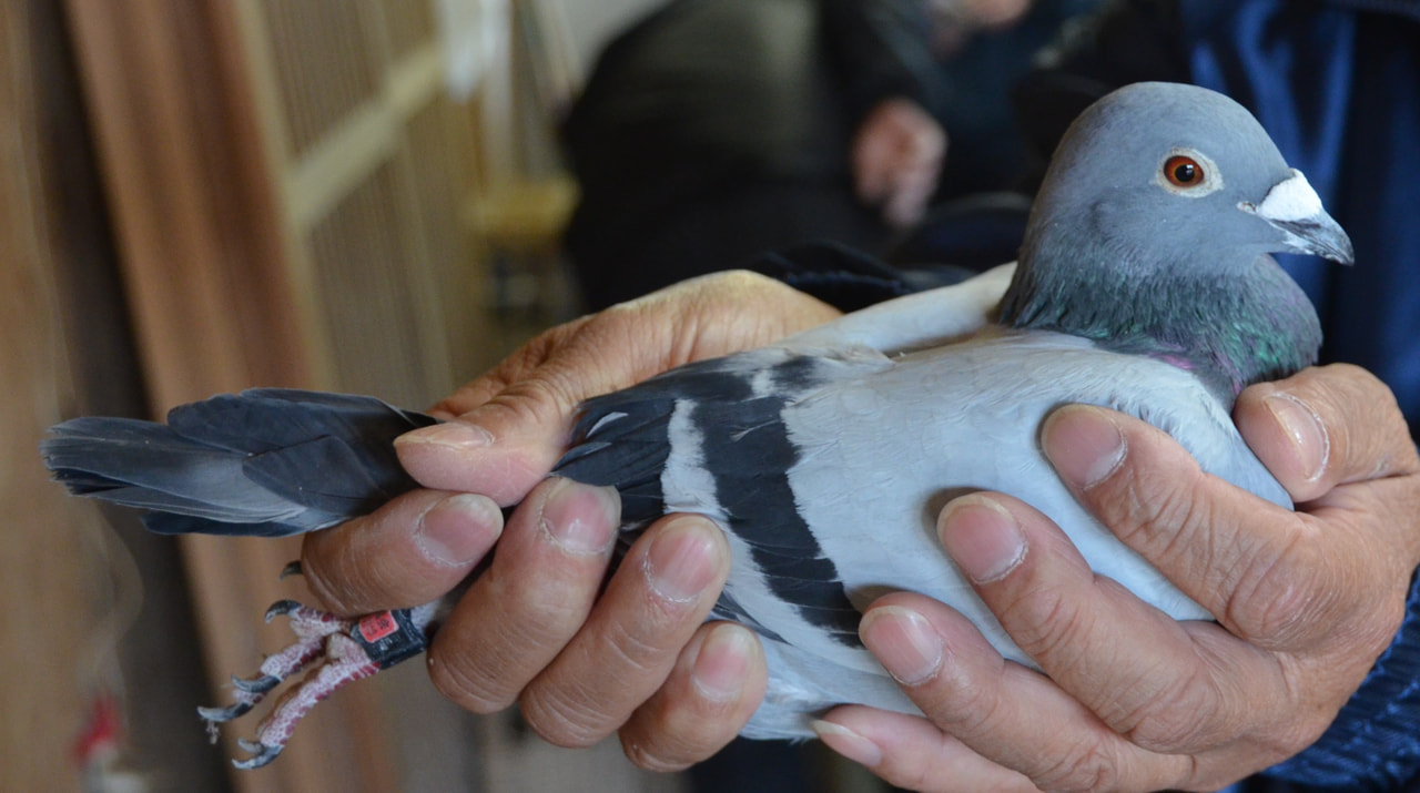 2025年度 「八郷国際ダービー400K」開催！ - 一般社団法人 日本鳩