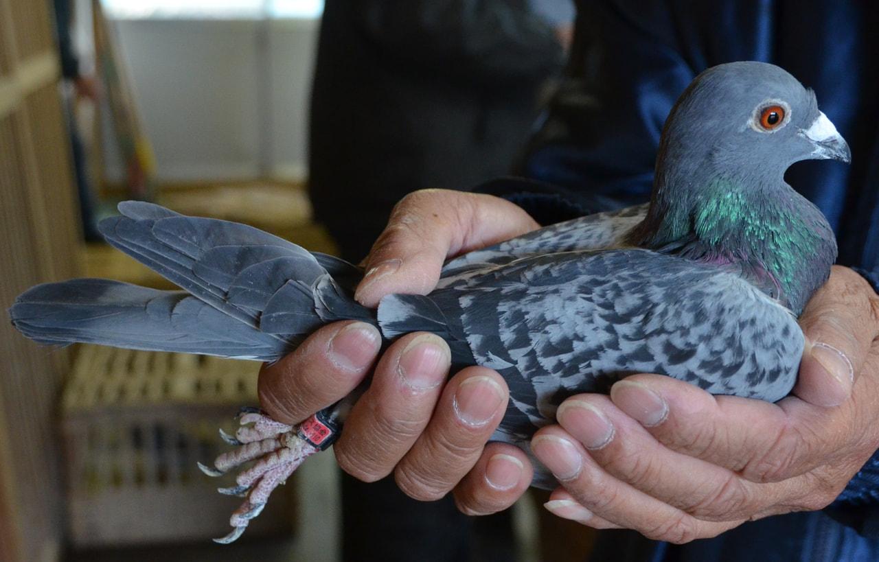 2025年度 「八郷国際ダービー400K」開催！ - 一般社団法人 日本鳩