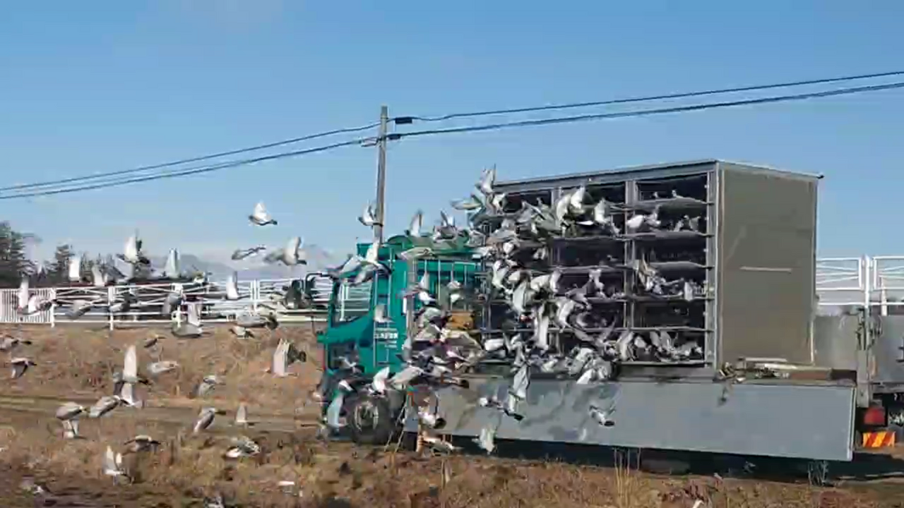 2025年度 「八郷国際ダービー400K」開催！ - 一般社団法人 日本鳩