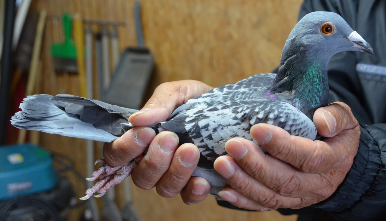 2025年度 「八郷オリエンタルカップ700K」開催！ - 一般社団法人 日本