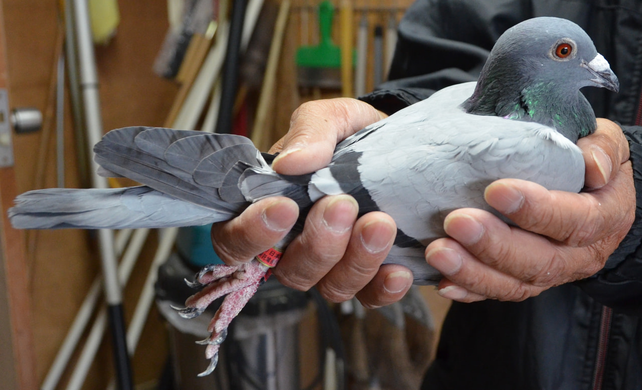 2025年度 「八郷オリエンタルカップ700K」開催！ - 一般社団法人 日本