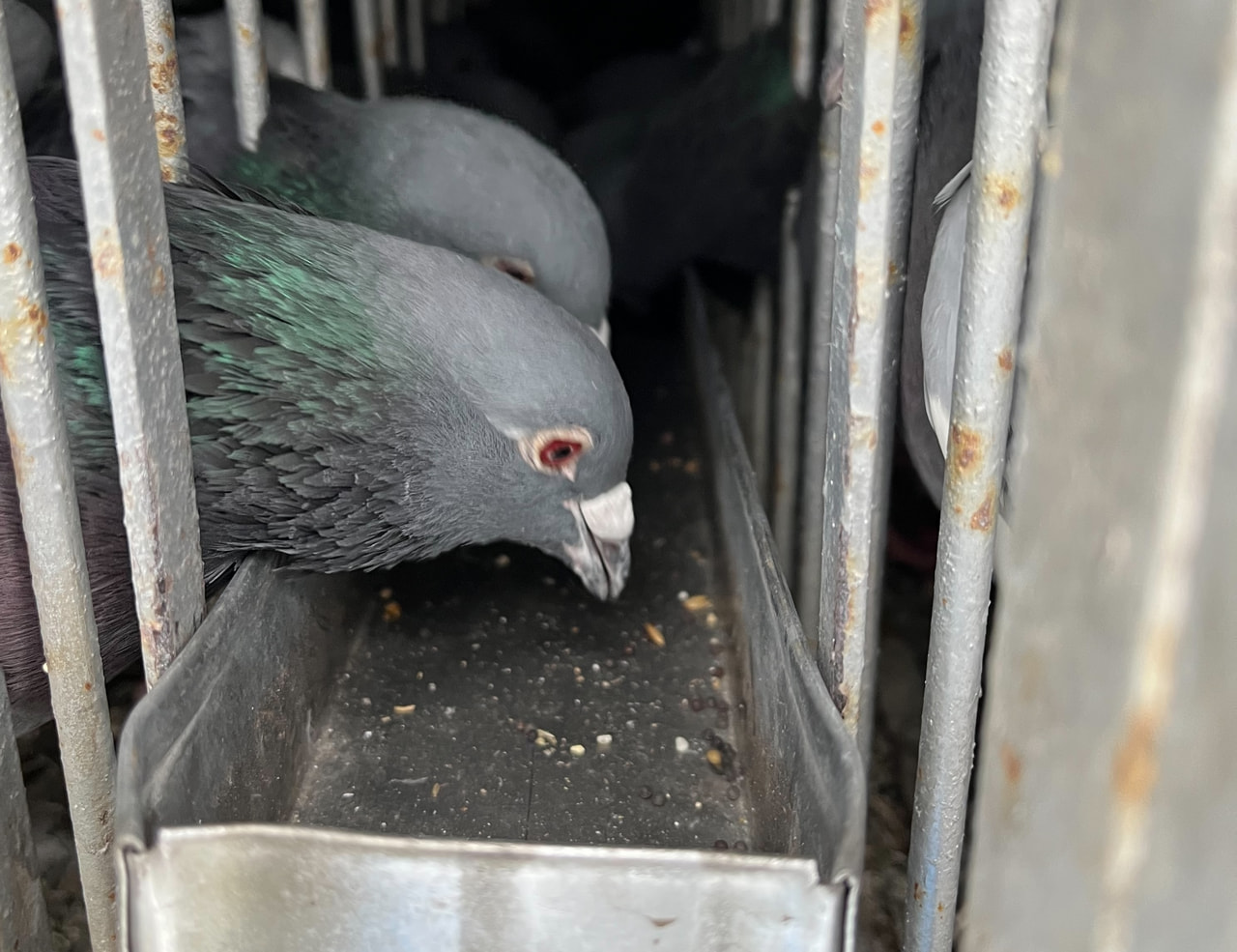 2025年度 「八郷オリエンタルカップ700K」開催！ - 一般社団法人 日本