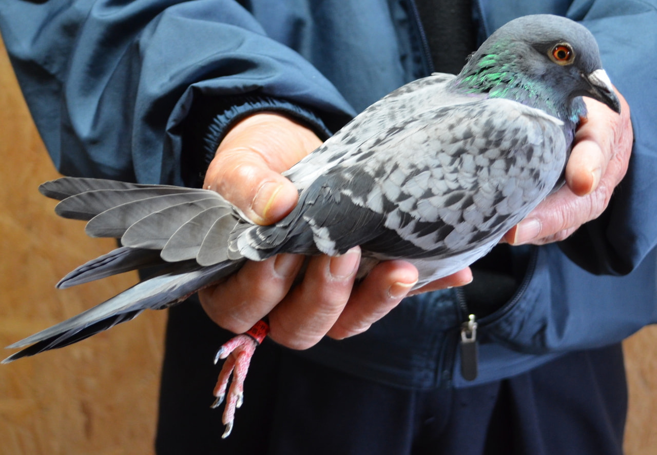 2025年度 八郷国際チャンピオン900K」開催！ - 一般社団法人 日本鳩