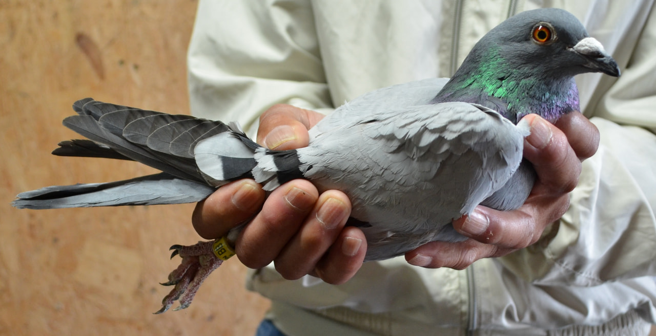 2025年度 八郷国際チャンピオン900K」開催！ - 一般社団法人 日本鳩