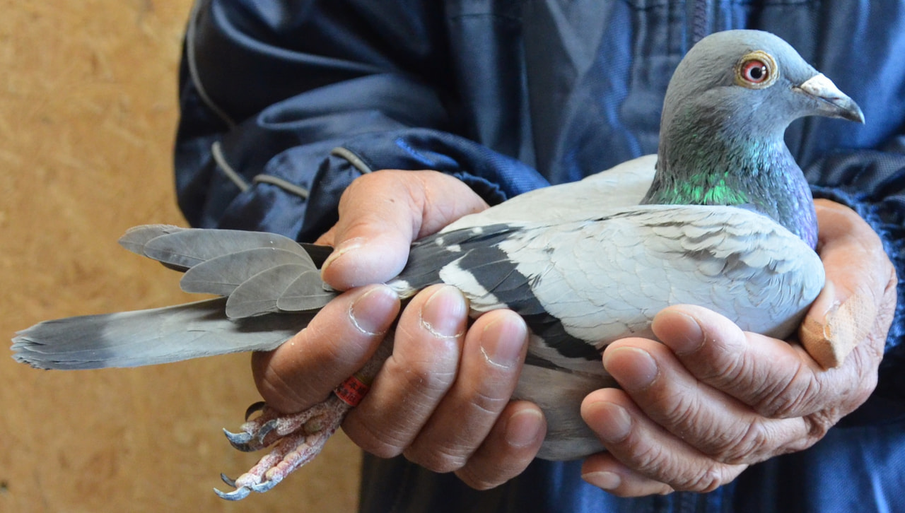 2025年度「八郷国際親善鳩レース大会500K」開催！ - 一般社団法人 日本