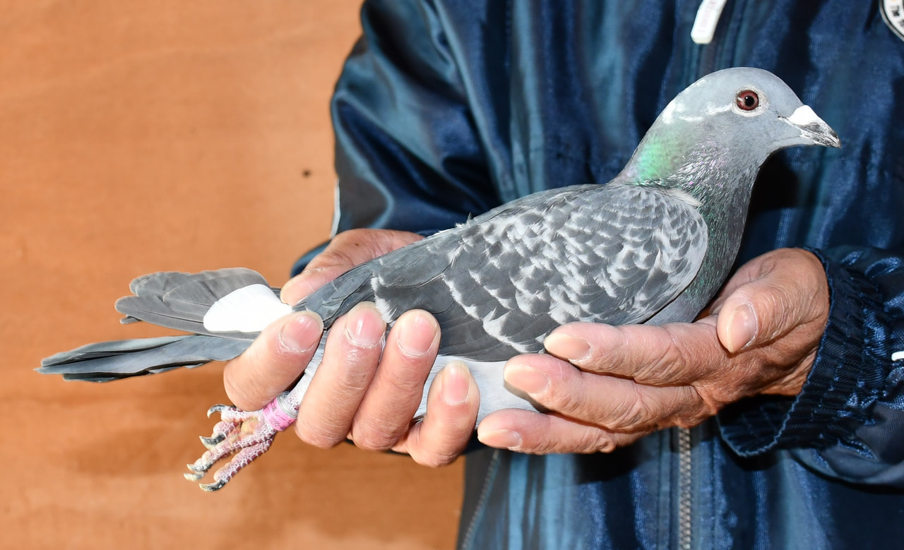 2026年度 八郷国際サクセス200K」開催！ - 一般社団法人 日本鳩レース