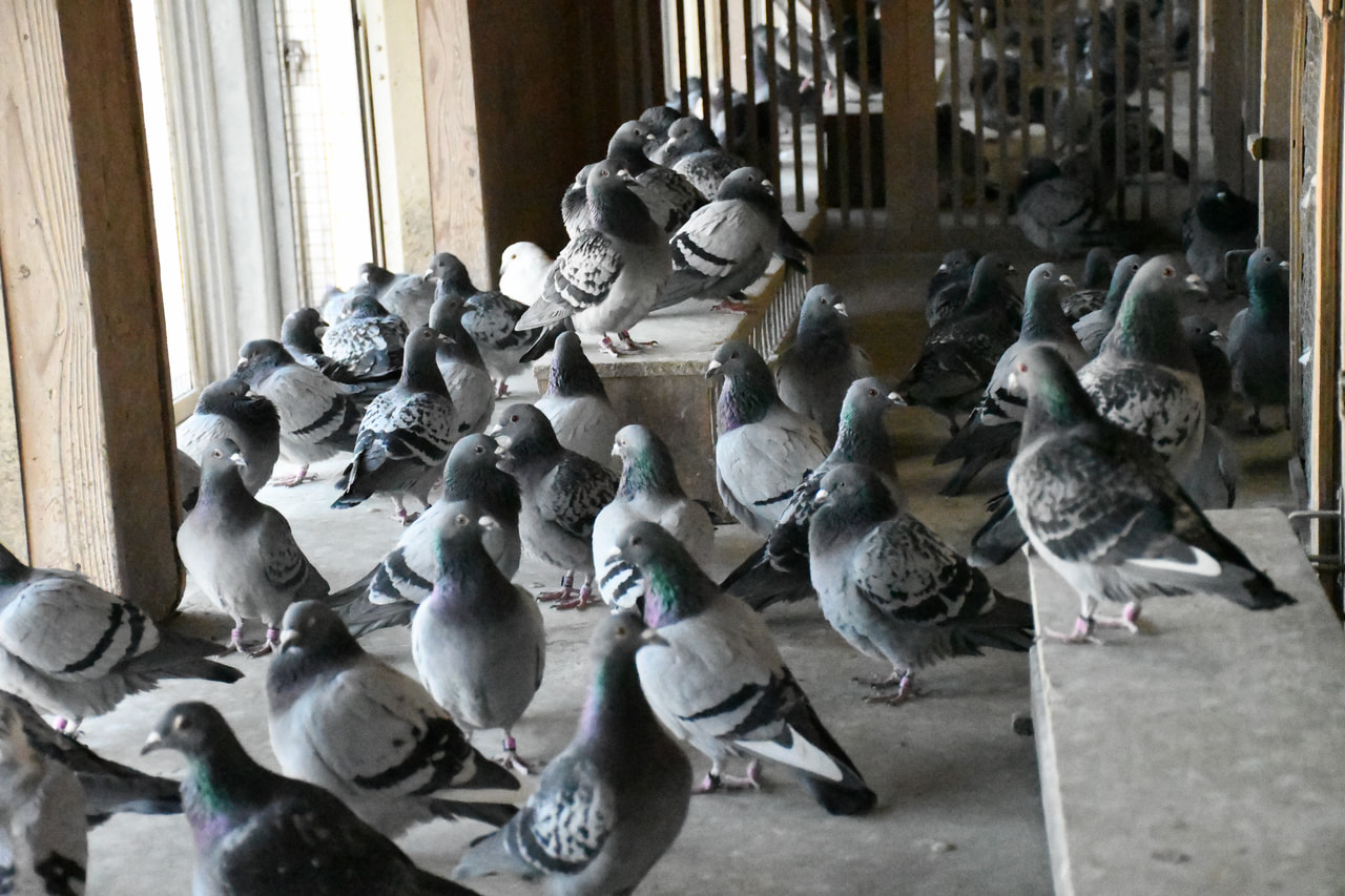 2026年度 八郷国際サクセス200K」開催！ - 一般社団法人 日本鳩レース