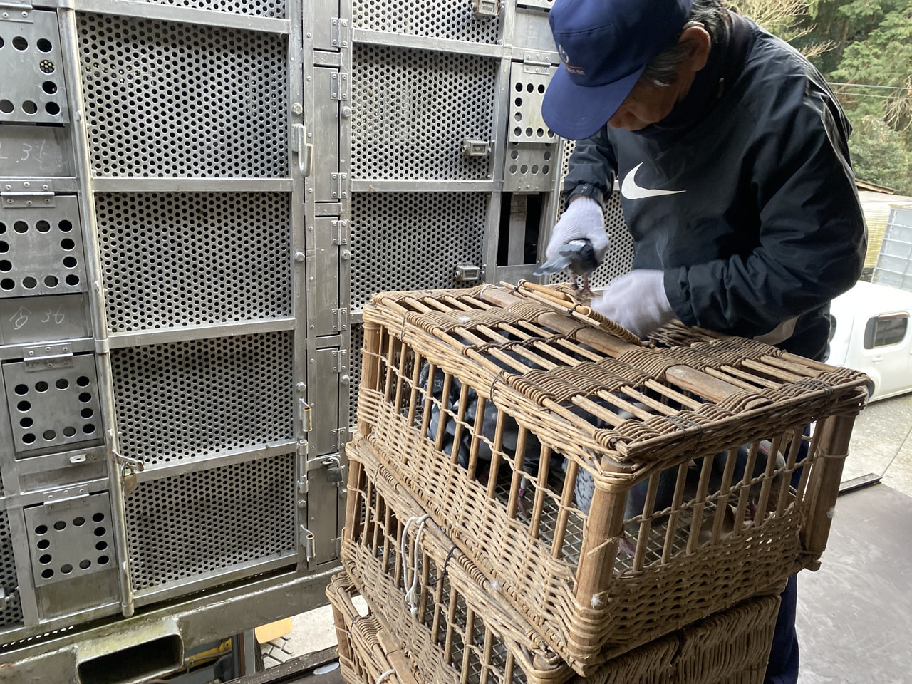 2026年度 八郷国際サクセス200K」開催！ - 一般社団法人 日本鳩レース