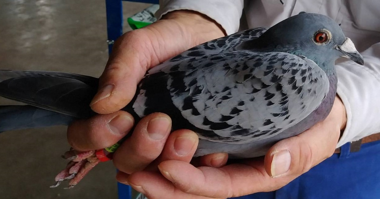 2025年度 伊賀国際チャンピオン1000K」開催！ - 一般社団法人 日本鳩