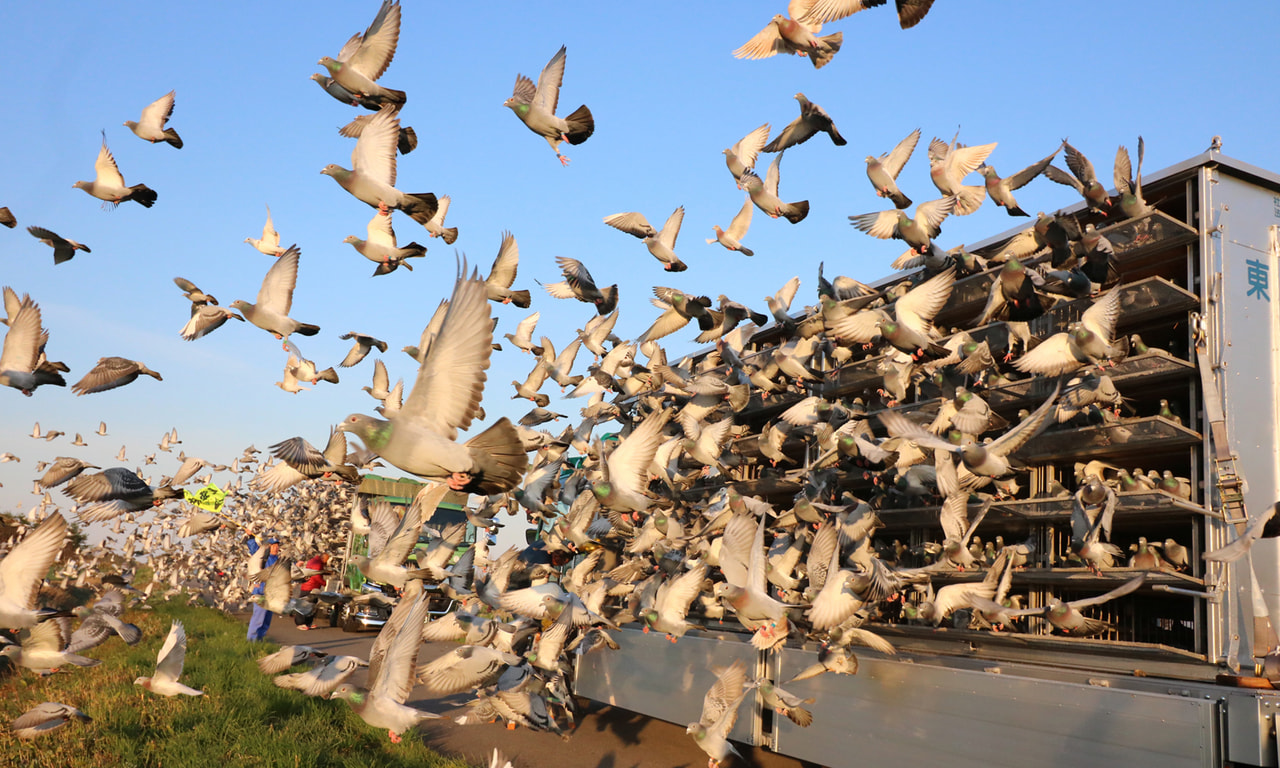 第59回 東日本チャンピオンレース(広域レース) - 一般社団法人 日本鳩