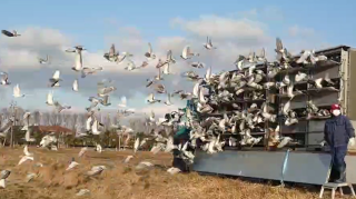 2026年度「八郷国際親善鳩レース大会500K」開催！