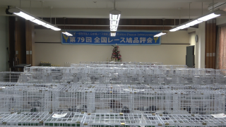 「第79回 全国レース鳩品評会」開催！