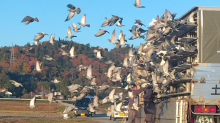 「2026年度 八郷日英親善200K」開催！