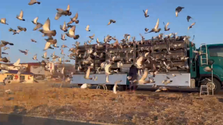 2025年度 八郷国際サクセス200K」開催！ - 一般社団法人 日本鳩レース