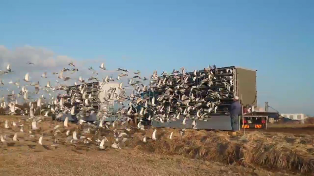 2025年度「八郷国際親善鳩レース大会500K」開催！ - 一般社団法人 日本