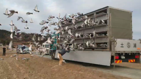 2026年度 八郷国際サクセス200K」開催！ - 一般社団法人 日本鳩レース