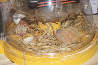 家禽の人工孵化器をレース鳩に応用