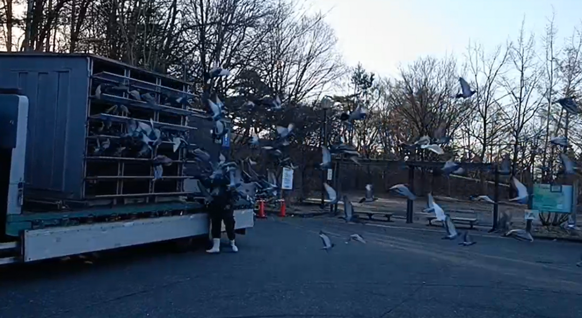 2024年度 伊賀国際サクセスレース200K」開催！ - 一般社団法人 日本鳩