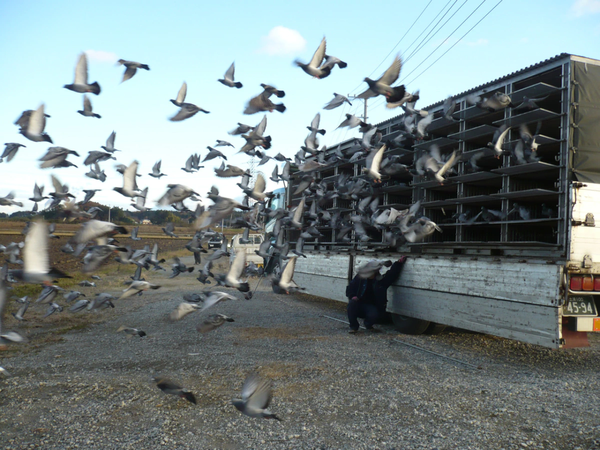 八郷オータム放鳩-1200wi.jpg