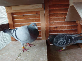 ハトを飼ってみよう！－ブリード（繁殖）からレースまで、新しいペットの楽しみ方ー 第3章 鳩を飼う前に その2（鳩用具・エサ） - 一般社団法人 日本 鳩レース協会 SPECIAL WEBSITE