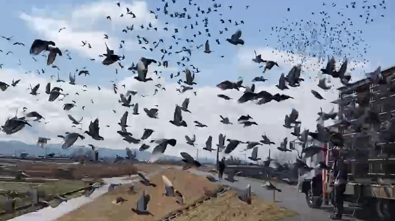 03鳩ページ ハトの被害レベルについて | 鳥害対策（鳩対策・カラス対策）の総合