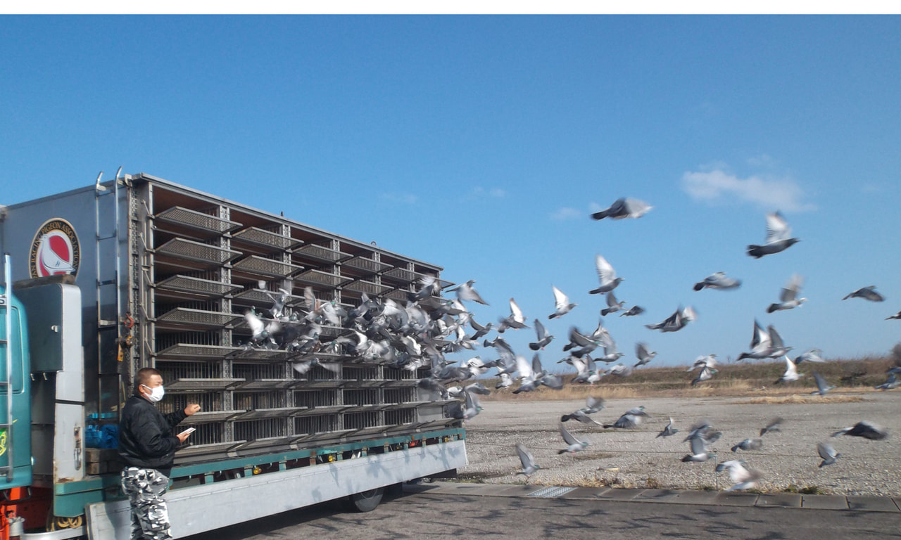 2021年度 伊賀国際サクセスレース200K」開催！ - 一般社団法人 日本鳩