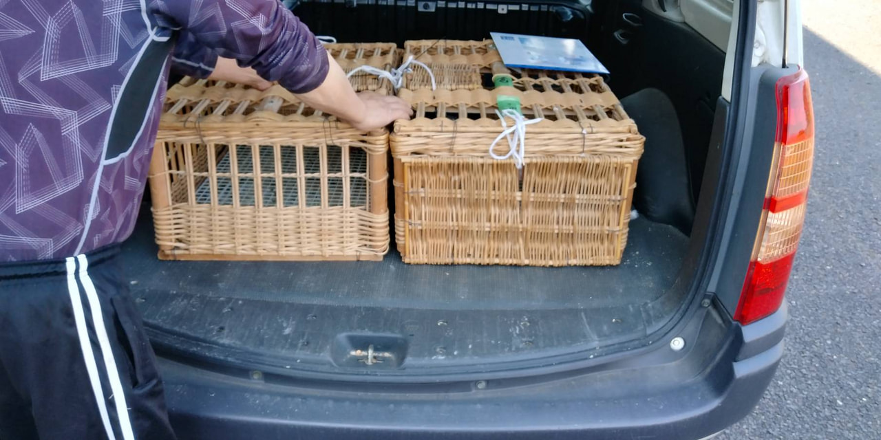 2025年度 伊賀国際チャンピオン1000K」開催！ - 一般社団法人 日本鳩