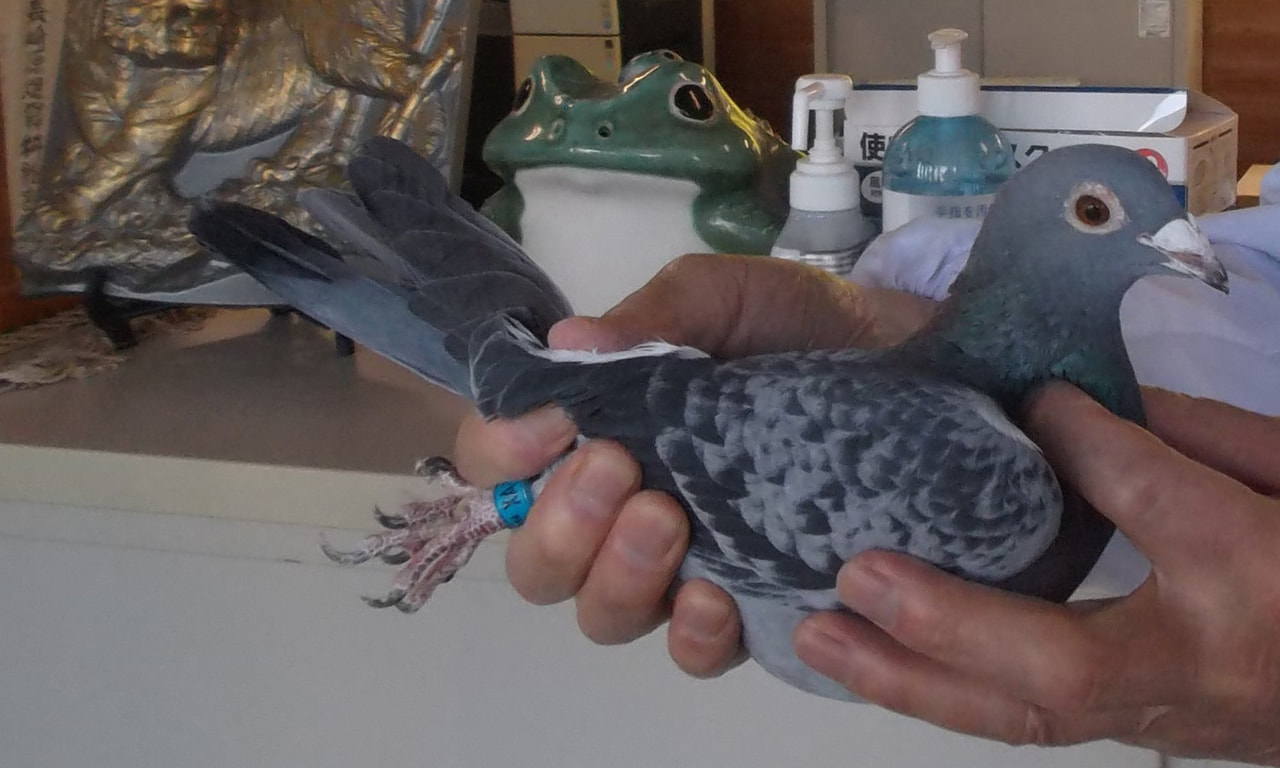 2024年度「伊賀国際ダービー400K」開催! - 一般社団法人 日本鳩レース 2024年度「伊賀国際ダービー400K」開催! - 一般社団法人 日本鳩レース