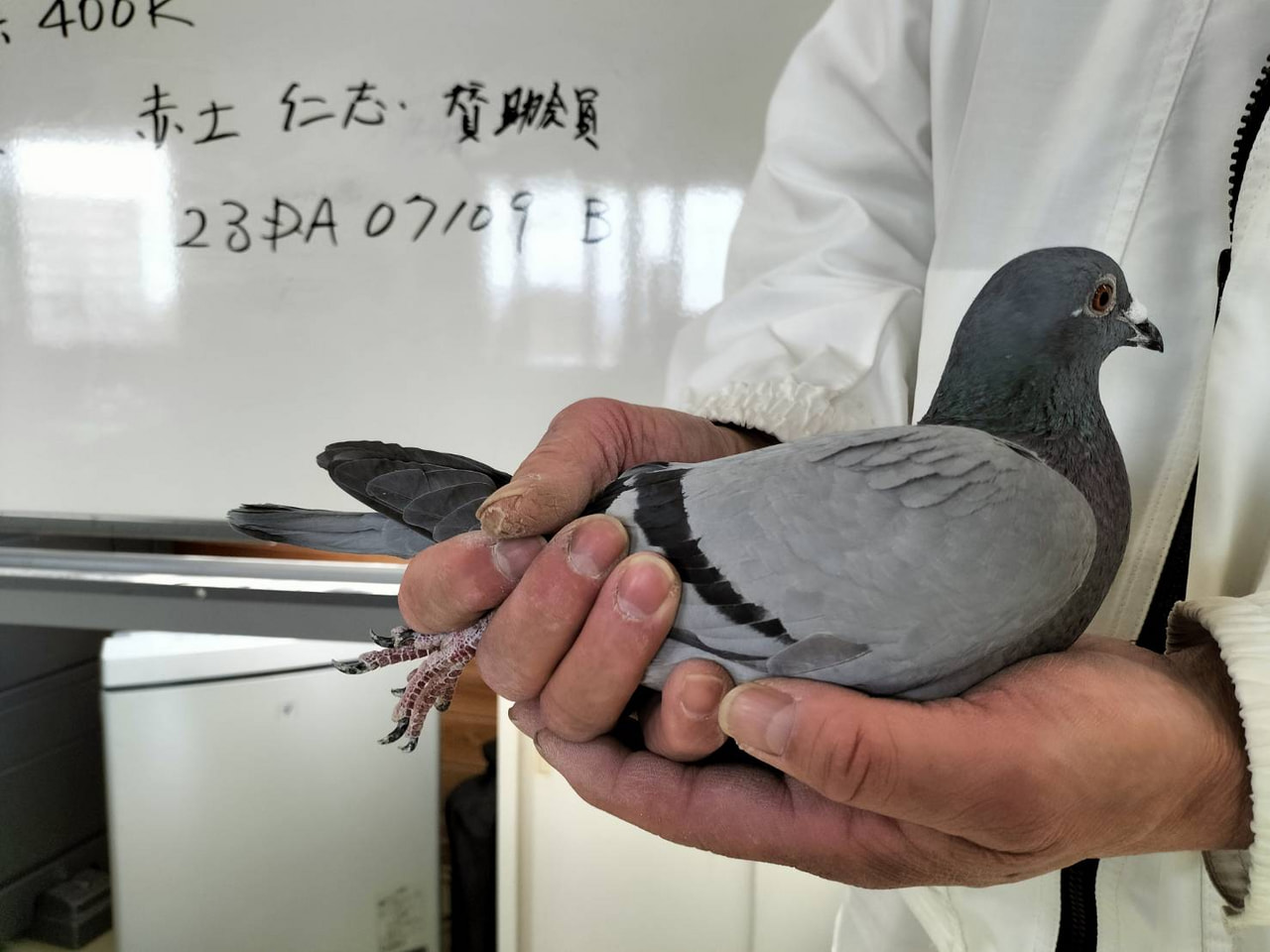鉄の鳩 2024年度「伊賀国際ダービー400K」開催！ - 一般社団法人 日本鳩レース