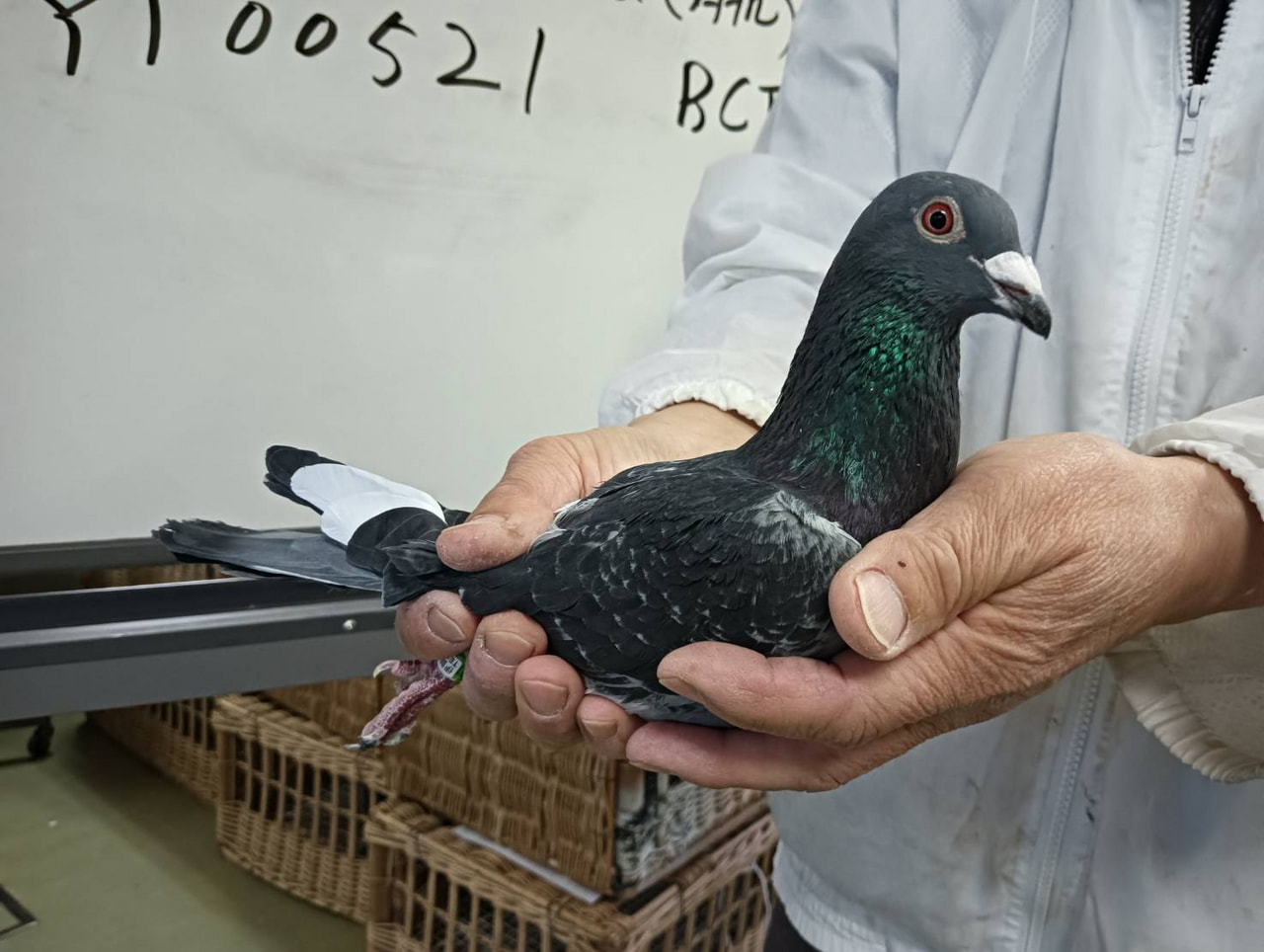 2024年度「伊賀国際親善鳩レース大会500K」開催！ - 一般社団法人 日本