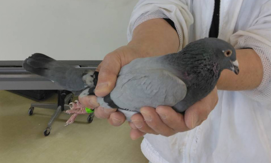 2024年度 伊賀オリエンタルカップ700K」開催！（速報） - 一般社団法人