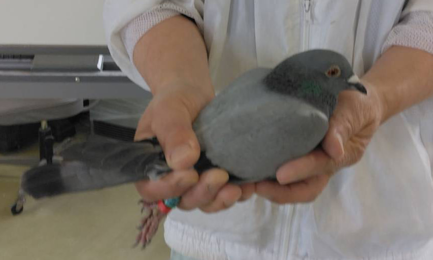 2024年度 伊賀オリエンタルカップ700K」開催！（速報） - 一般社団法人