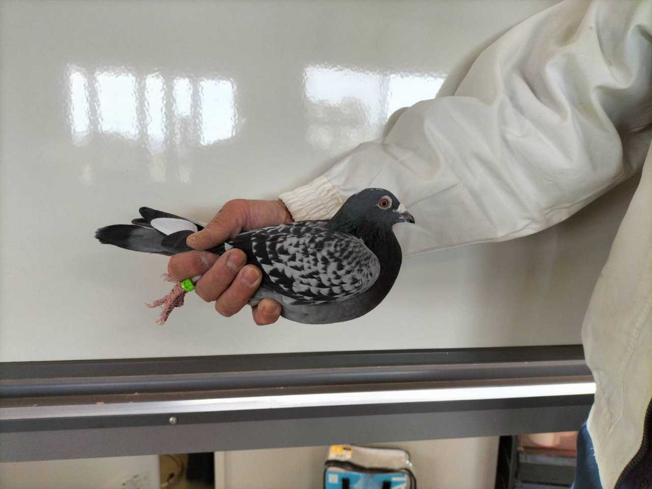 2024年度 伊賀国際サクセスレース200K」開催！ - 一般社団法人 日本鳩