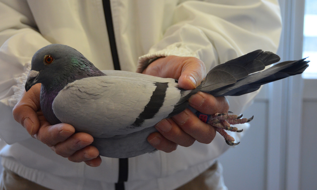 2020年度 八郷国際ウィナー300K」開催！ - 一般社団法人 日本鳩レース