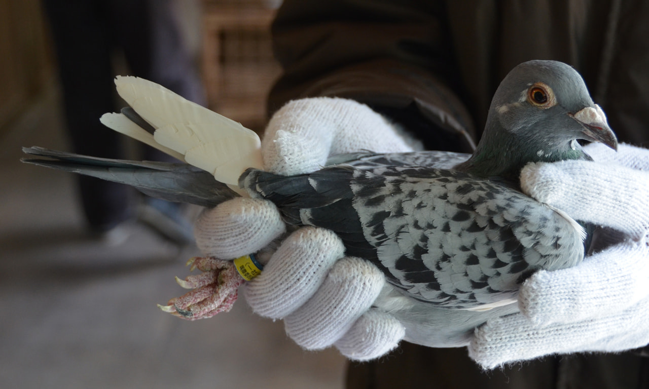 賃貸鳩舎 鳩レース レース鳩 - その他