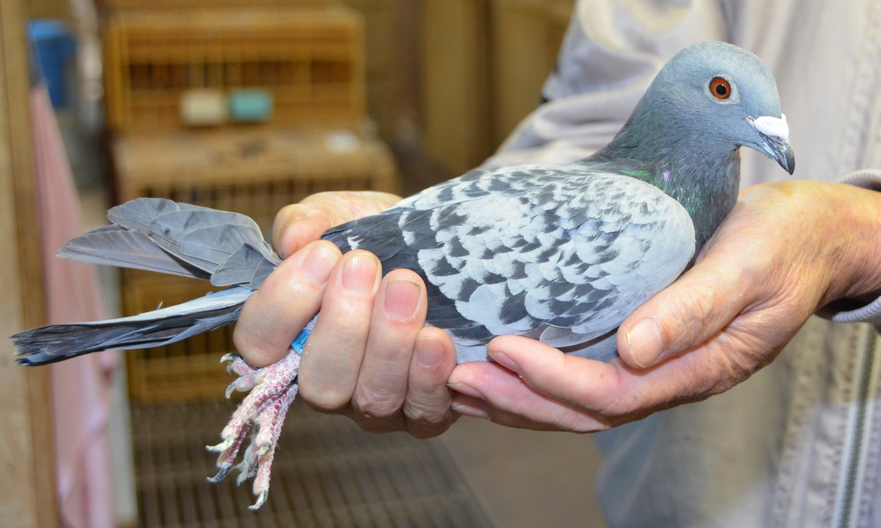 賃貸鳩舎 鳩レース レース鳩 - 埼玉県のその他