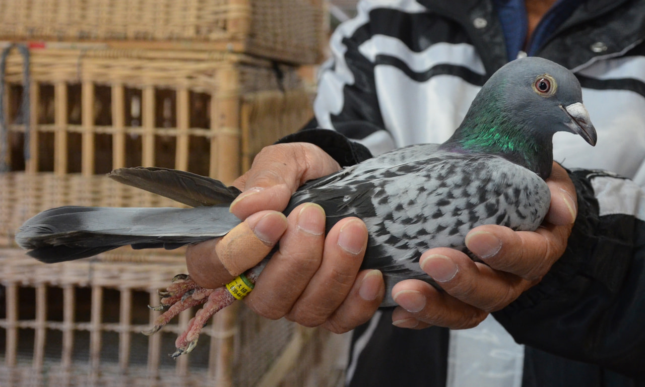 2024年度 八郷オータムカップ200K」開催！ - 一般社団法人 日本鳩