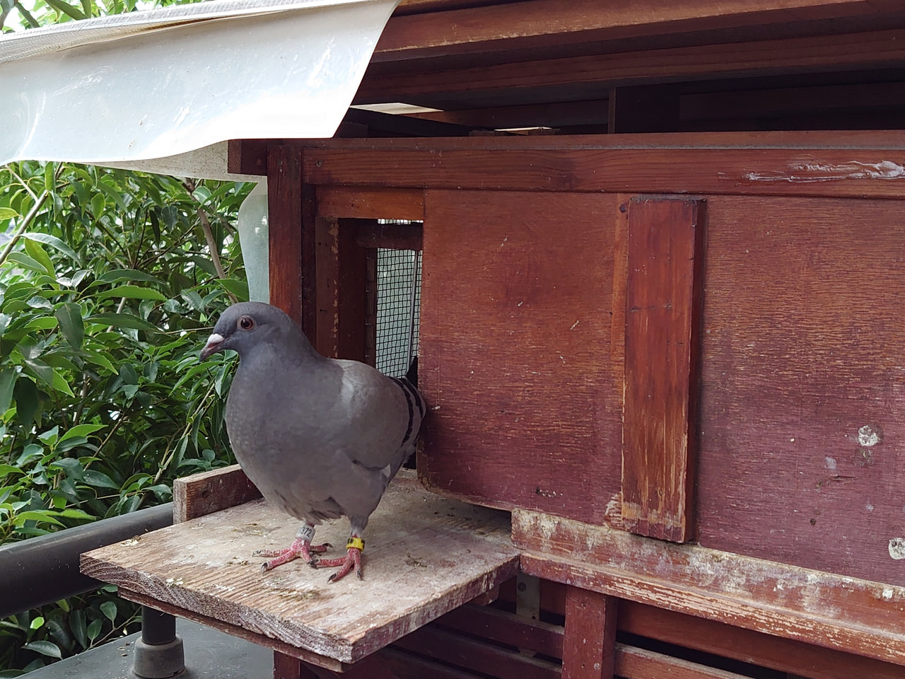 ハトを飼ってみよう！－ブリード（繁殖）からレースまで、新しいペットの楽しみ方ー 第2章 鳩を飼う前に その1（鳩舎作り） - 一般社団法人 日本鳩レース協会  SPECIAL WEBSITE