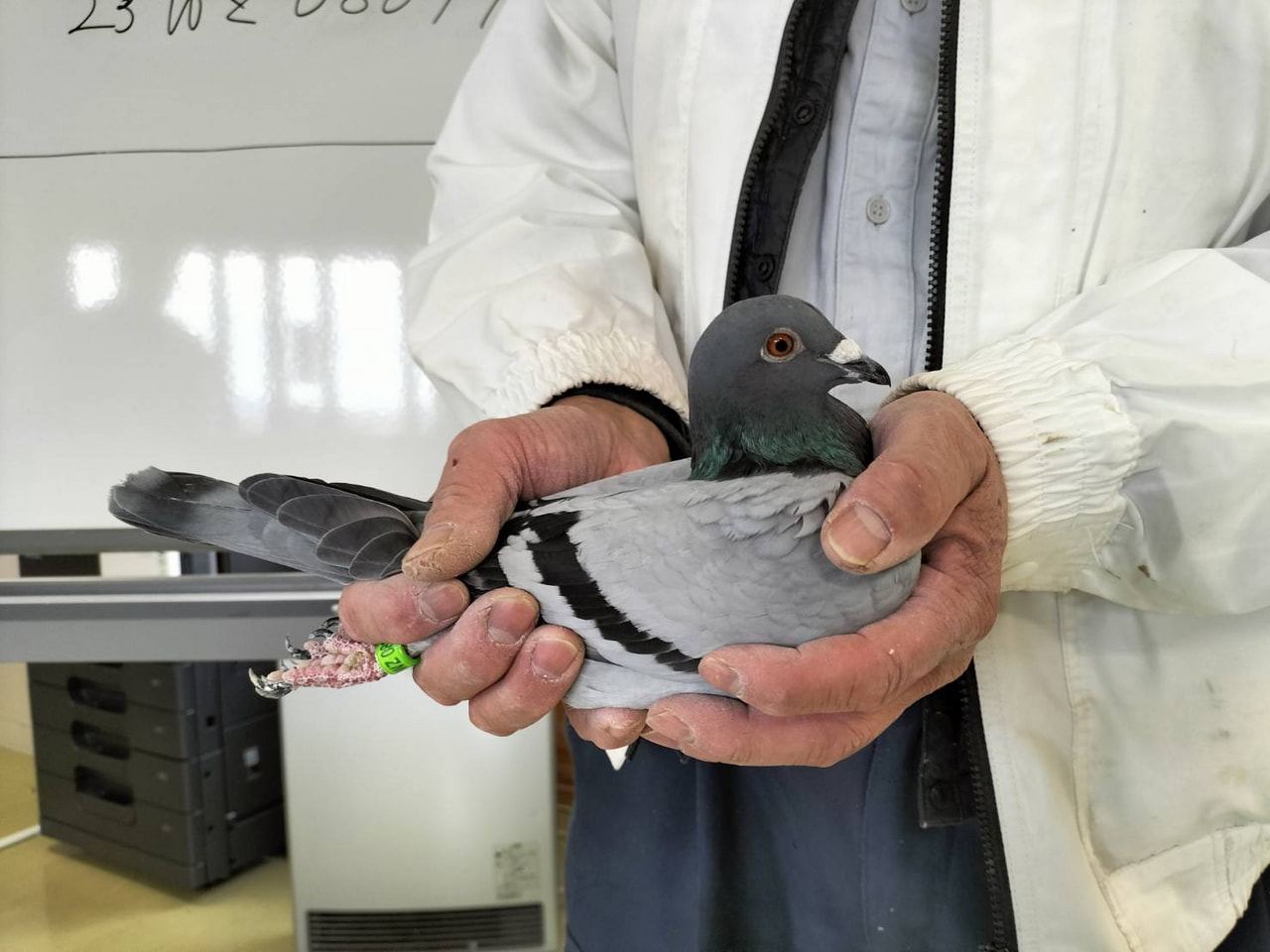 2024年度 伊賀国際サクセスレース200K」開催！ - 一般社団法人 日本鳩