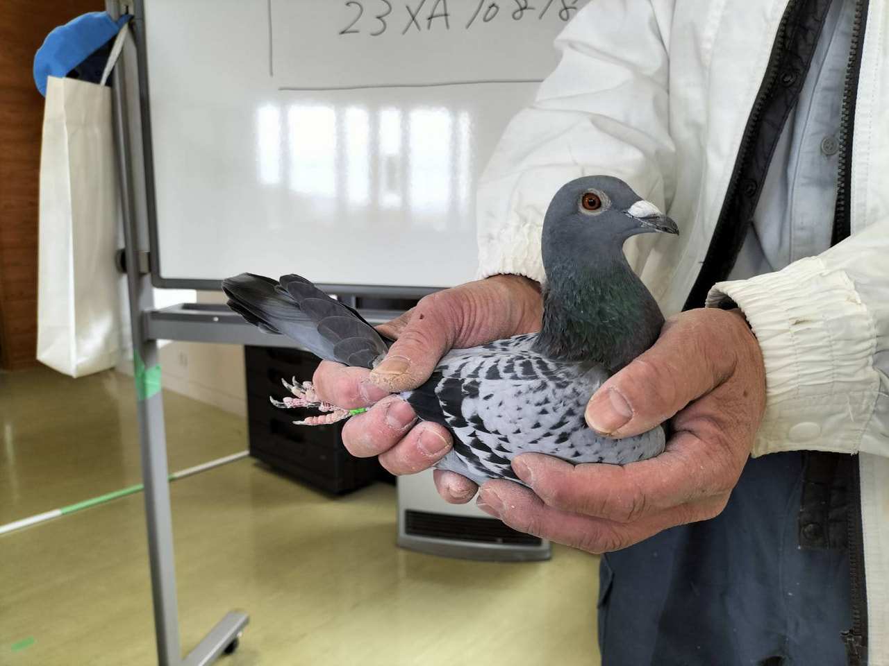 鳩 2024年度 伊賀国際サクセスレース200K」開催！ - 一般社団法人 日本鳩